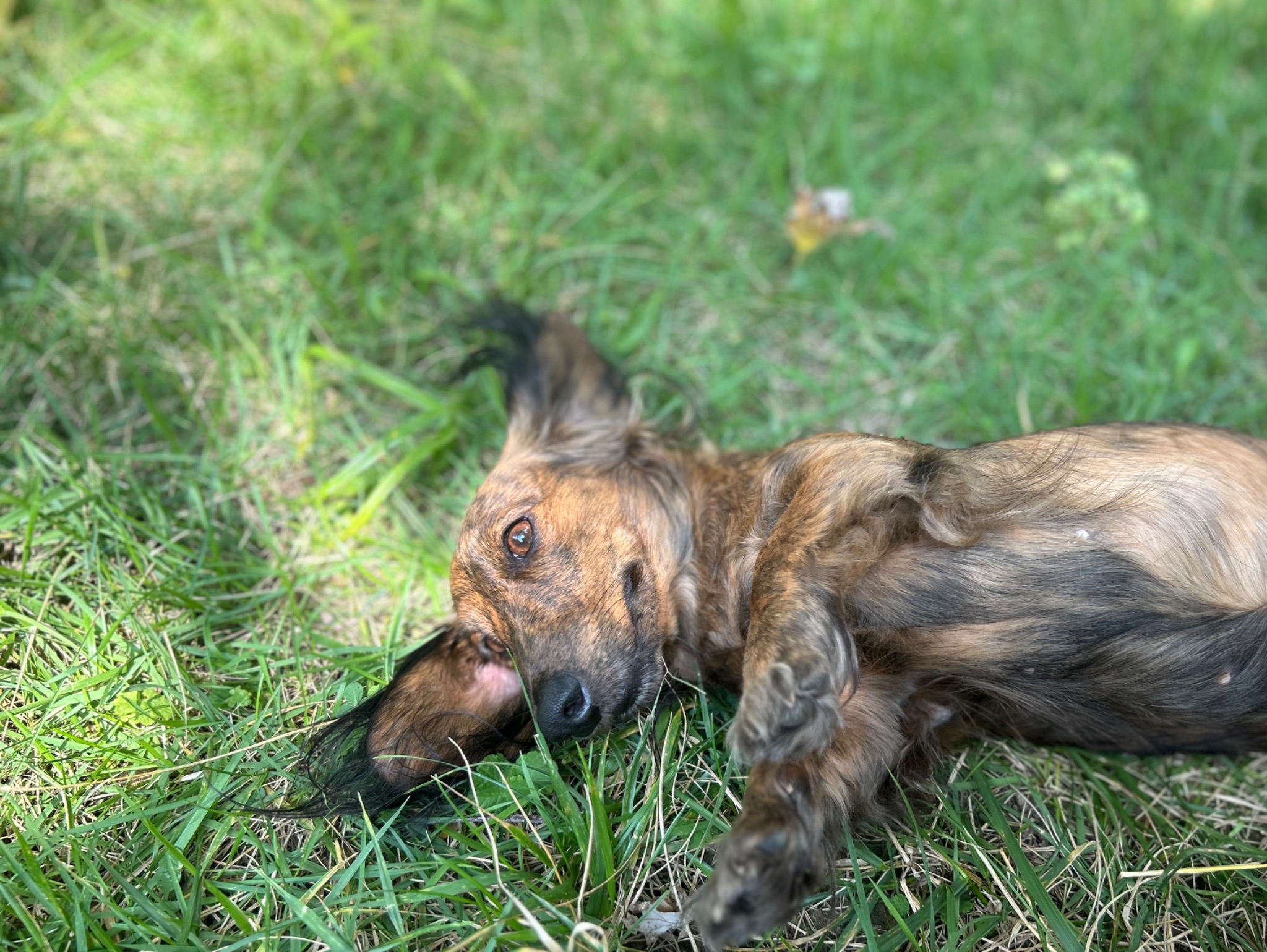 Mazikeen the red brindle longhaired dachshund