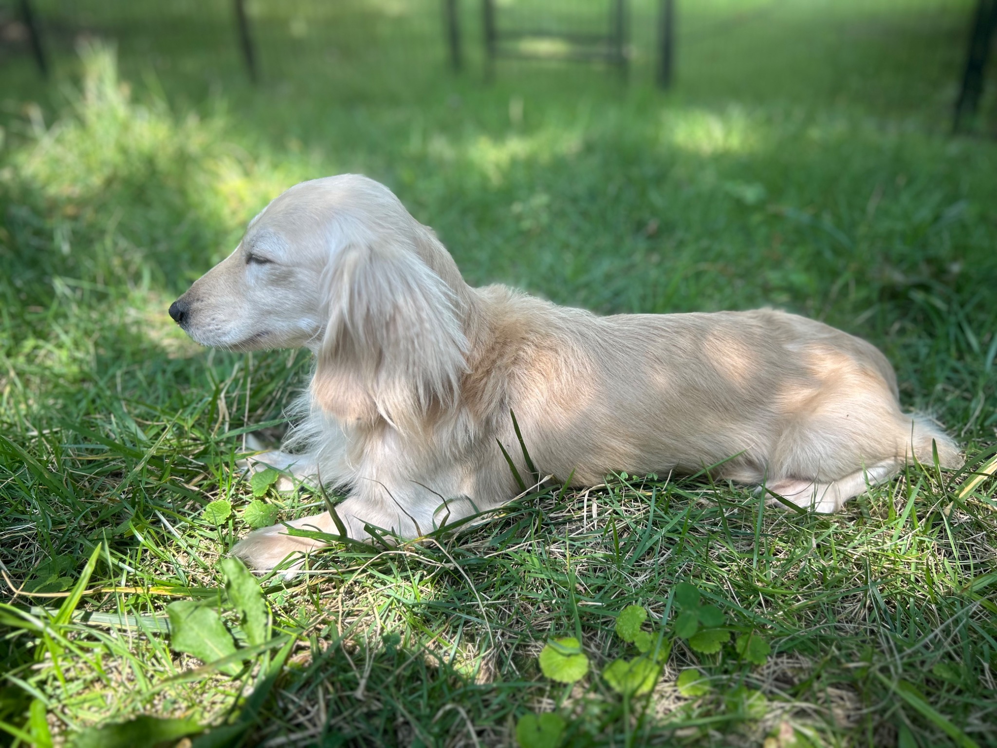 Caspian the longhaired miniature dachshund