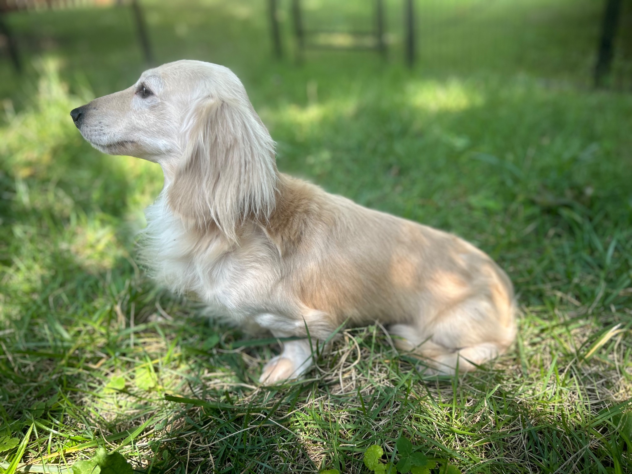 Caspian the longhaired miniature dachshund