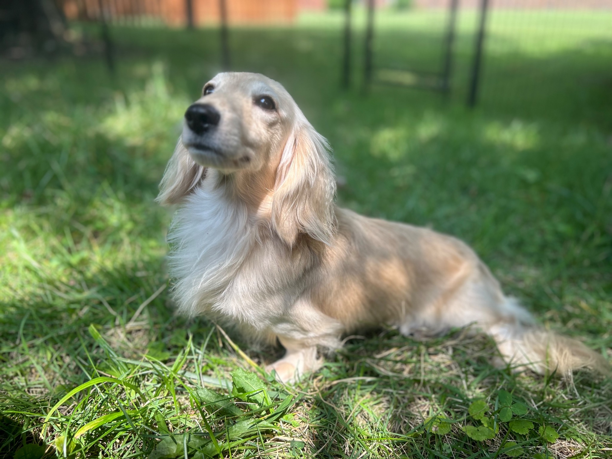 Caspian the longhaired miniature dachshund