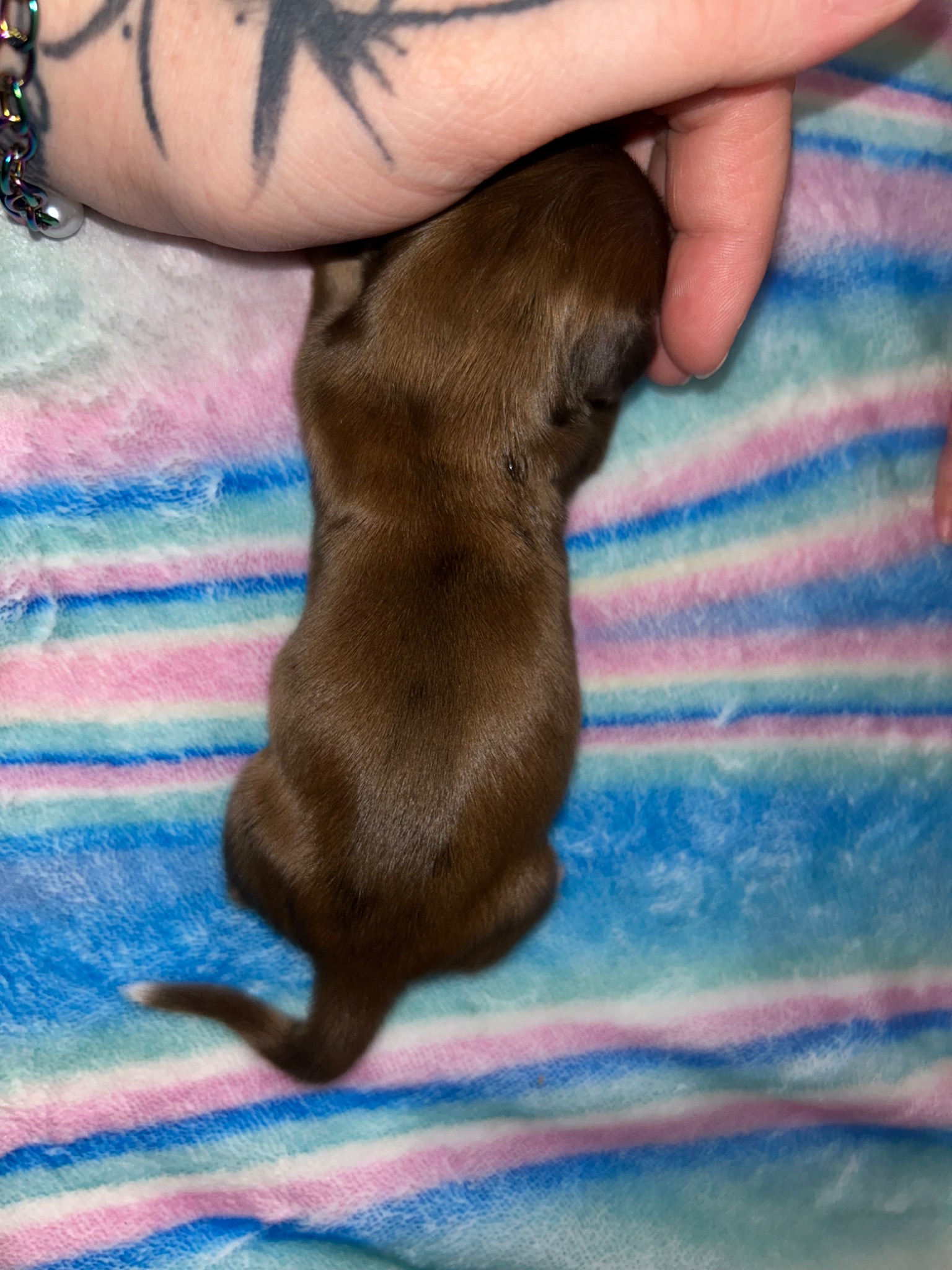 Puppy growth photo