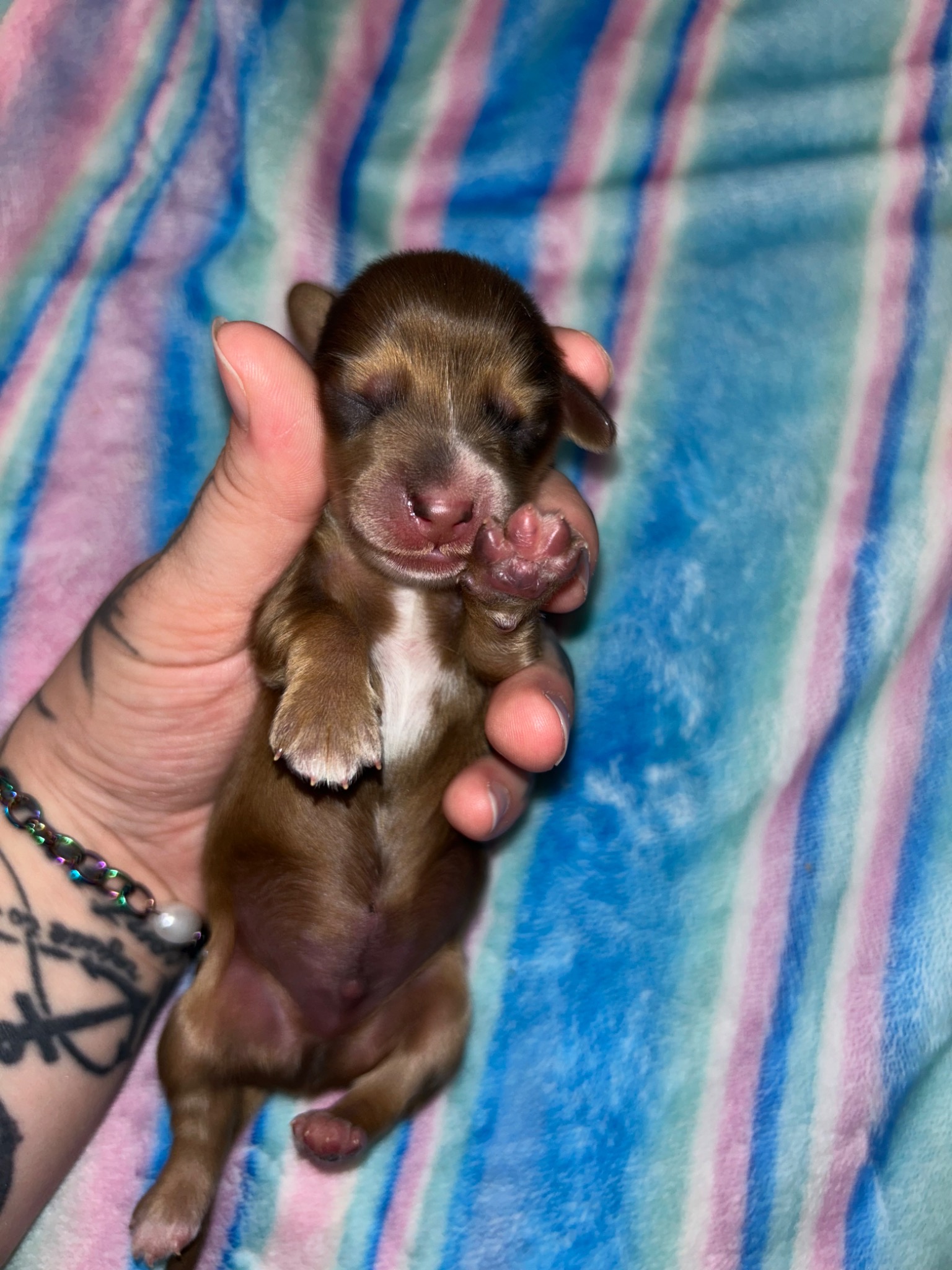Puppy growth photo