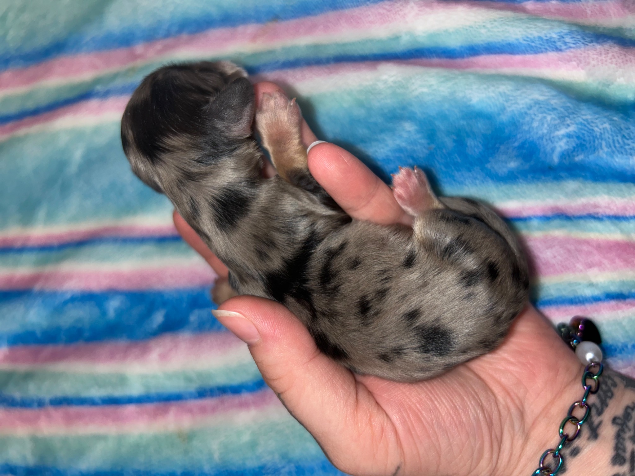 Puppy growth photo