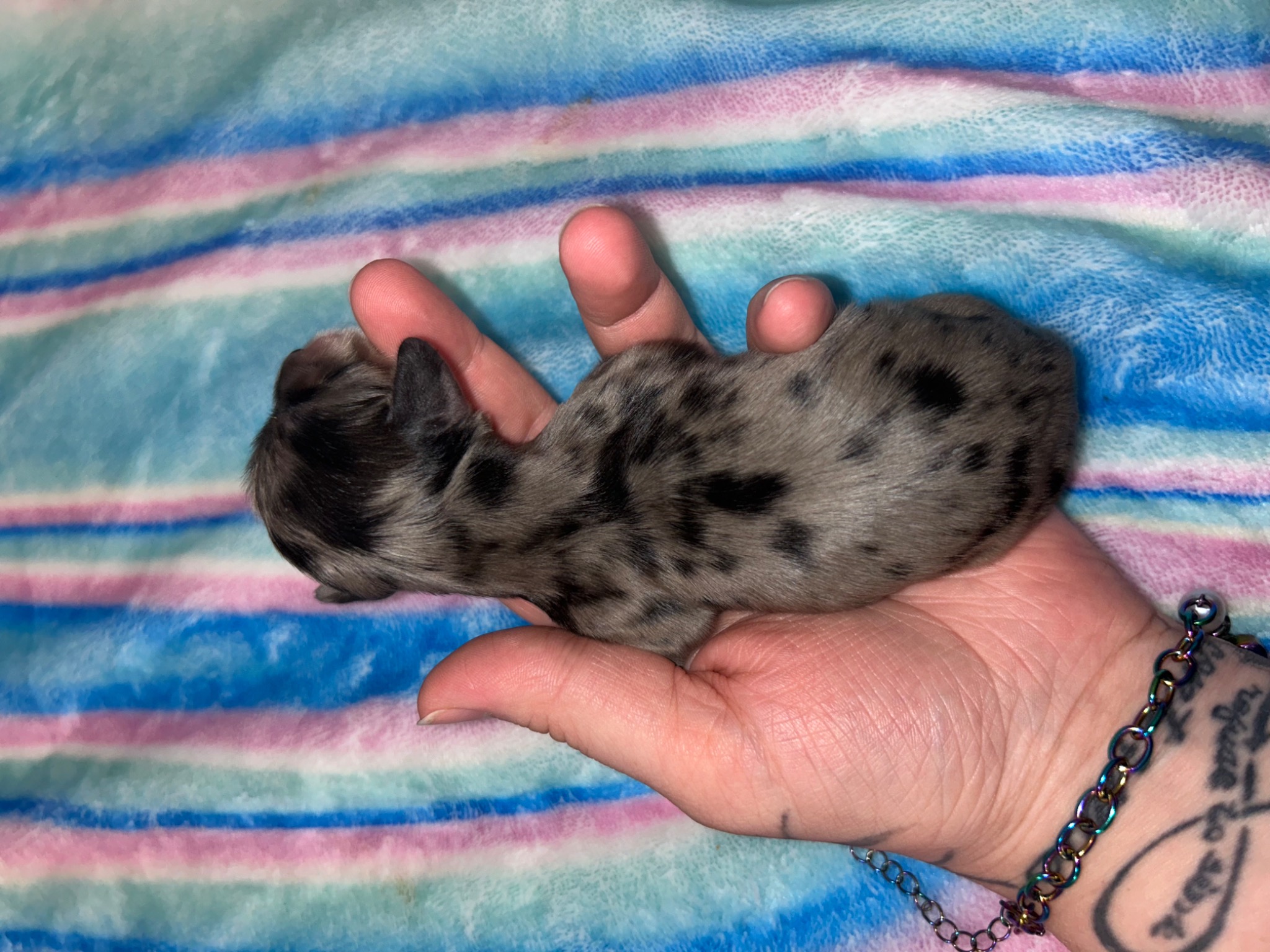 Puppy growth photo