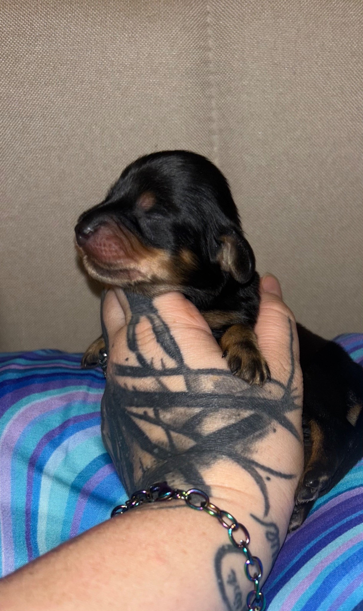 Puppy growth photo