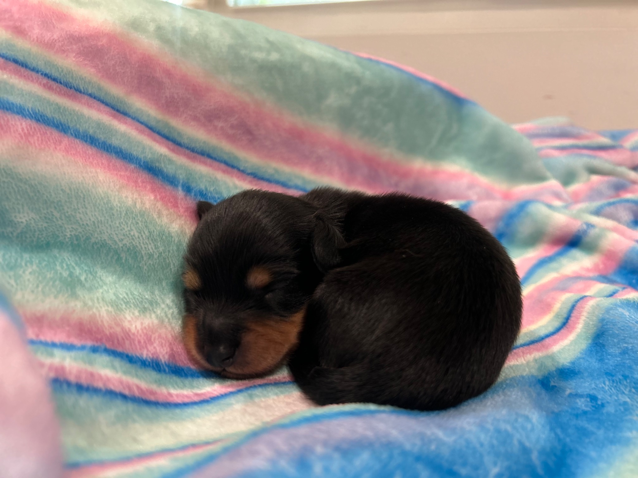 Puppy growth photo
