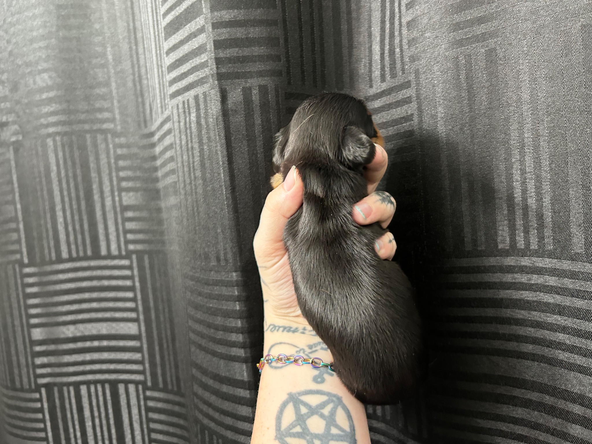 Puppy growth photo