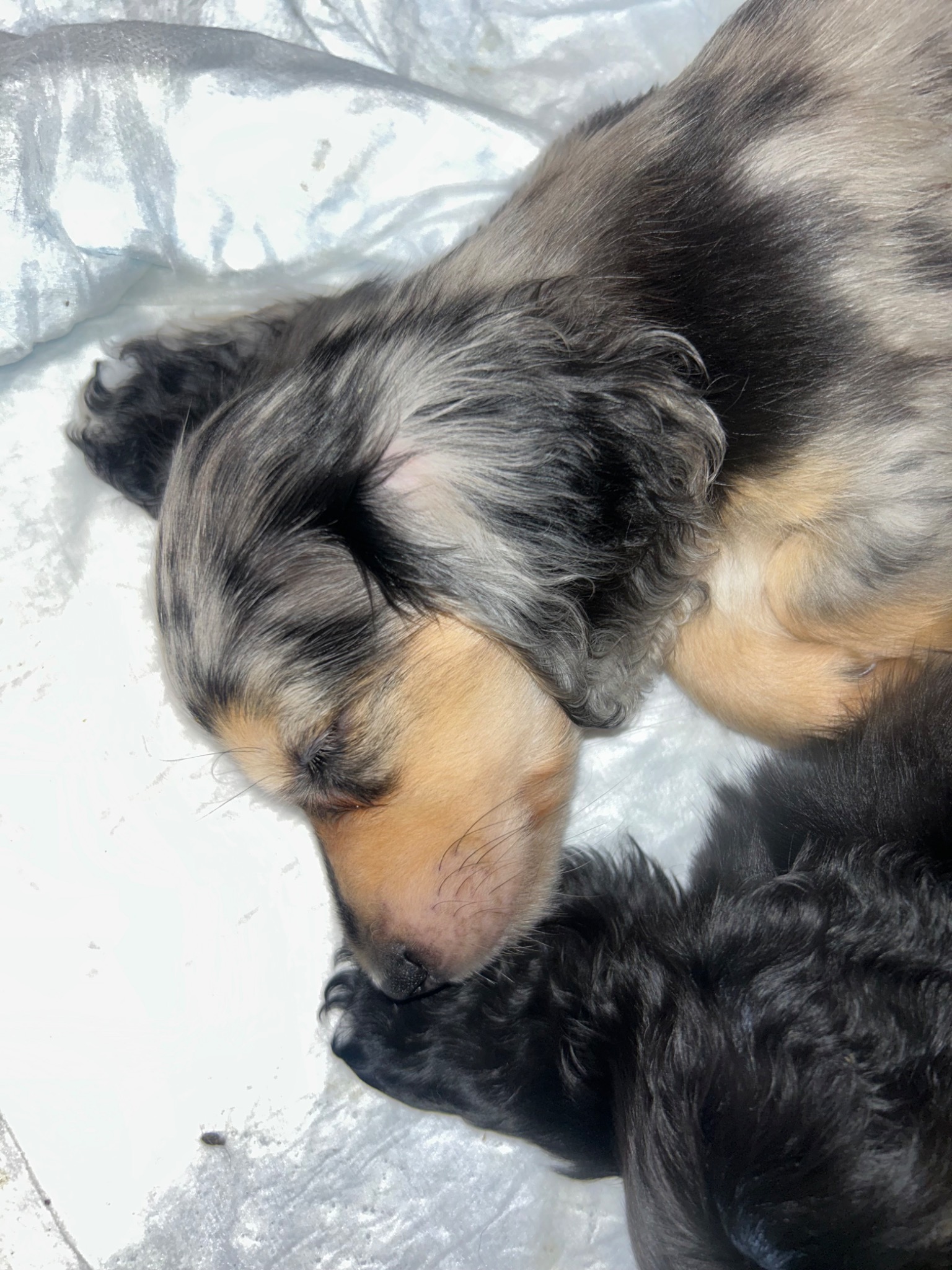 Dapple boy dachshund puppy resting